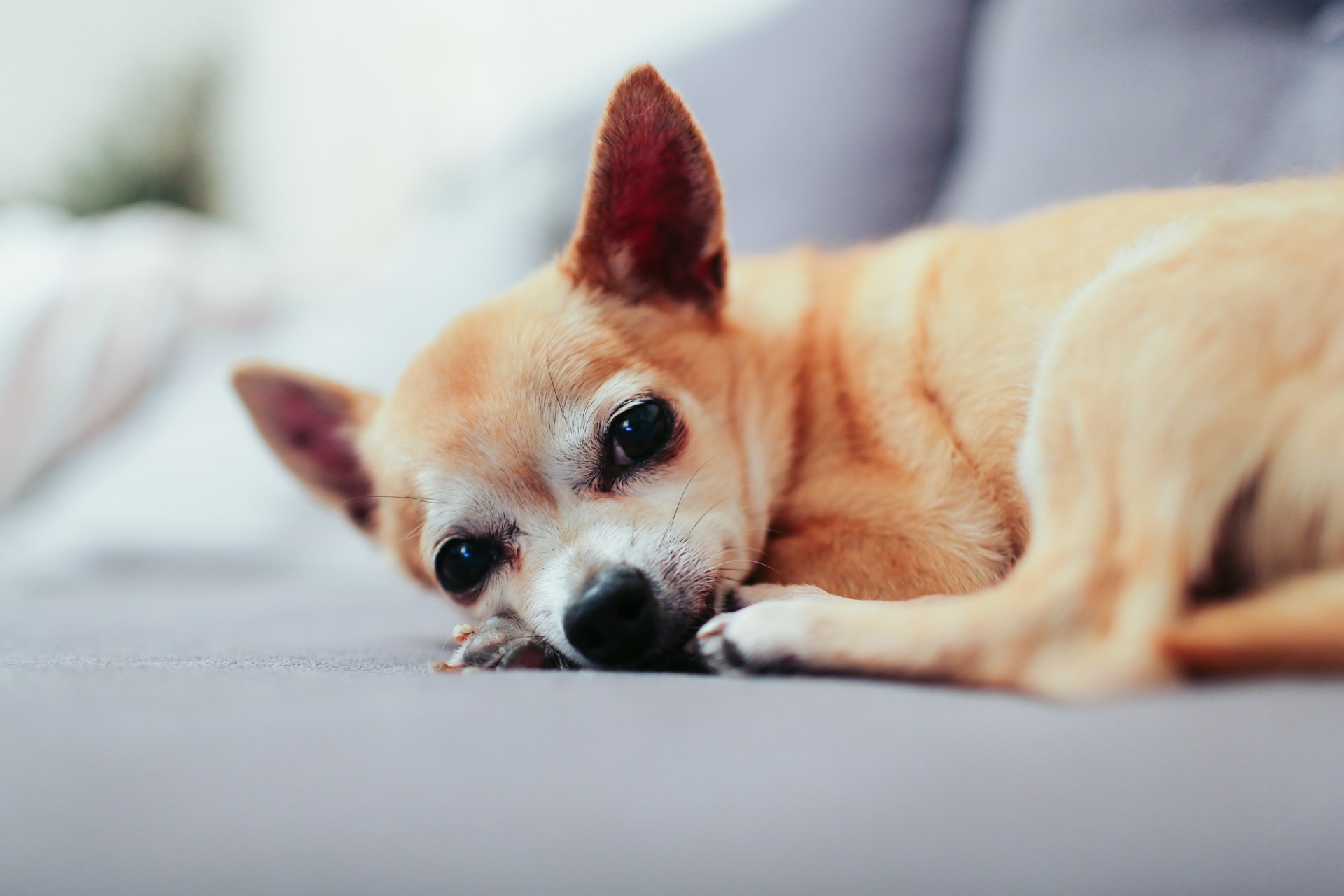 chihuahua dog laying down